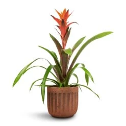 Guzmania Variada - Jazz Orange Bromeliad -HousePlants Shop Guzmania Variada Jazz Orange Bromeliad 13x55cm Duncan Plant Pot Rust 17x16cm 1