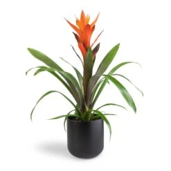 Guzmania Variada - Jazz Orange Bromeliad -HousePlants Shop Guzmania Variada Jazz Orange Bromeliad 13x55cm Lisbon Plant Pot Anthracite 15x15cm