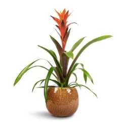 Guzmania Variada - Jazz Orange Bromeliad -HousePlants Shop Guzmania Variada Jazz Orange Bromeliad 13x55cm Mischa Plant Pot Caramel 19x16cm 1