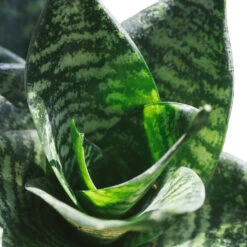Sansevieria Trifasciata Hahnii - Birds Nest Snake Plant -HousePlants Shop Hahnii2