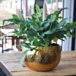 Hammered Bowl - Gold With Black -HousePlants Shop Hammered Bowl Gold LS1