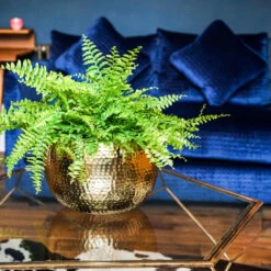 Hammered Bowl - Gold With Black -HousePlants Shop Hammered Bowl Gold Lifestyle 3