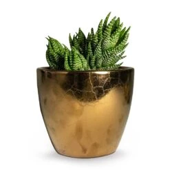Haworthia Zebrina -HousePlants Shop Haworthia Zebrina 10.5x16cm Sven Plant Pot Gold 13x11cm 14cdb169 b68f 473c a25b 1adf97a44577