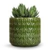 Haworthia Zebrina -HousePlants Shop Haworthia Zebrina 10.5x17cm Flor Plant Pot Green 14x12cm
