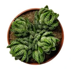 Haworthia Zebrina -HousePlants Shop Haworthia Zebrina Houseplant 10.5x16cm birdseye