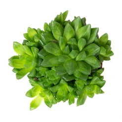 Haworthia Cooperi -HousePlants Shop Haworthia cooperi 10.5cm Above