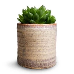 Haworthia Cooperi -HousePlants Shop Haworthia cooperi 10.5x16cm Hera Plant Pot Ivory 13x14cm