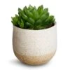 Haworthia Cooperi -HousePlants Shop Haworthia cooperi 10.5x16cm Iris Plant Pot Sand 14x12cm