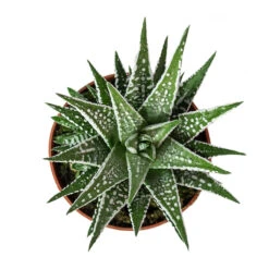 Haworthia Fasciala Alba -HousePlants Shop Haworthia fasciala Alba 8cm Above