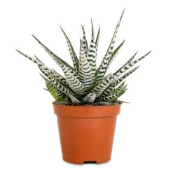 Haworthia Fasciala Alba -HousePlants Shop Haworthia fasciala Alba 8x15cm