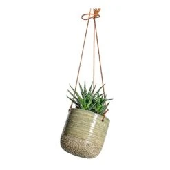 Haworthia Fasciala Alba -HousePlants Shop Haworthia fasciala Alba Issa Hanging Plant Pots Set of 2 Light Grey single