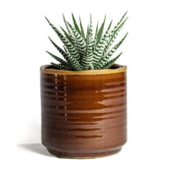 Haworthia Fasciala Alba -HousePlants Shop Haworthia fasciala Alba Jordy Plant Pot Caramel