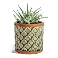 Haworthia Fasciala Alba -HousePlants Shop Haworthia fasciala Alba liam grey plant pot e31b97a6 b4b7 455c 8a12 ca5c1c0f6966
