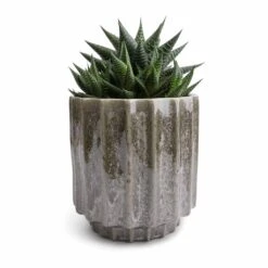 Lugano Scalloped Plant Pot - Green -HousePlants Shop Haworthiopsis limifolia Fairy Washboard 10.5x15cm Lugano Scalloped Plant Pot Green 13x13cm