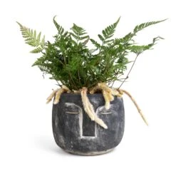 Humata Tyermannii - White Rabbit's Foot Fern 14 Humata Tyermannii - White Rabbit's Foot Fern -HousePlants Shop Head Plant Pot Anthracite 16x13cm Humata tyermannii White Rabbit s Foot Fern 12x20cm 760d7229 8da0 4171 9d4d 2342f4be7e51