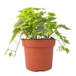 Hedera Helix Golden Kolibri - English Ivy -HousePlants Shop Hedera helix Golden Kolibri English Ivy 13x20cm