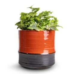 Hedera Helix Golden Kolibri - English Ivy -HousePlants Shop Hedera helix Golden Kolibri English Ivy 13x20cm Marlijn Plant Pot Coral 17x16cm