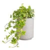 Hedera Helix Golden Kolibri - English Ivy -HousePlants Shop Hedera helix Golden Kolibri English Ivy 13x20cm Suzi Plant Pot Grey Washed 18x21.5cm