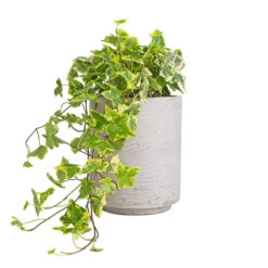 Suzi Plant Pot - Grey Washed -HousePlants Shop Hedera helix Golden Kolibri English Ivy 13x20cm Suzi Plant Pot Grey Washed 18x21.5cm 96c3f853 bb91 4726 90a2 7afaeb7d8bec