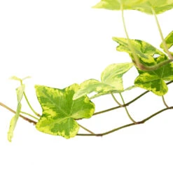 HousePlants Shop -HousePlants Shop Hedera helix Golden Kolibri English Ivy SWATCH 2