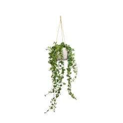 Hedera Helix Pittsburgh - English Ivy -HousePlants Shop Hedera helix Pittsburgh English Ivy 17x70cm Patt Hanging Plant Pot Grey Washed 23x20cm