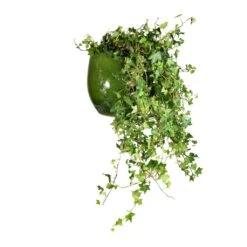 Hedera Helix Pittsburgh - English Ivy -HousePlants Shop Hedera helix Pittsburgh English Ivy 24x100cm Aimee Plant Pot Pear 33x28cm