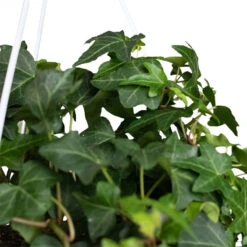 Hedera Helix Pittsburgh - English Ivy -HousePlants Shop Hedera helix Pittsburgh English Ivy Close