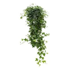Hedera Helix Pittsburgh - English Ivy -HousePlants Shop Hedera helix Pittsburgh English Ivy large