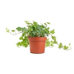 Hedera Helix Pittsburgh - English Ivy -HousePlants Shop Hedera helix Pittsburgh English Ivy stems 2
