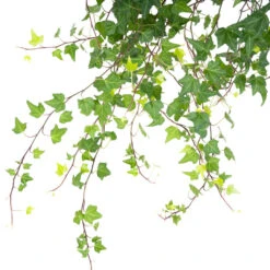 Hedera Helix Pittsburgh - English Ivy -HousePlants Shop HederahelixPittsburgh EnglishIvy close up