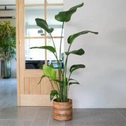 Helle Plant Pot - Natural 28 Helle Plant Pot - Natural -HousePlants Shop Helle Natural 1