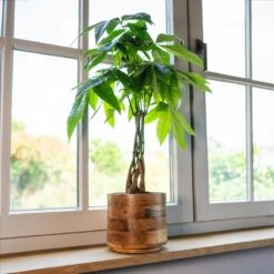 Helle Plant Pot - Natural 31 Helle Plant Pot - Natural -HousePlants Shop Helle Natural 3