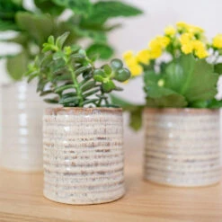 Hera Plant Pot - Ivory -HousePlants Shop HeraPlantPot 2