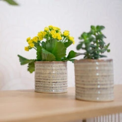 Hera Plant Pot - Ivory -HousePlants Shop HeraPlantPot 3