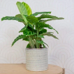 Hera Plant Pot - Ivory -HousePlants Shop HeraPlantPot 5