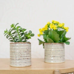 Hera Plant Pot - Ivory -HousePlants Shop HeraPlantPot 6