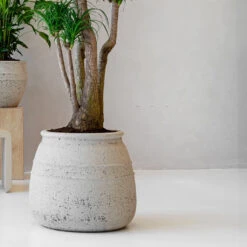Hestia Mediterranean Planter - Chalk White -HousePlants Shop Hestia Mediterranean Planter Chalk White Lifestyle