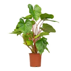 Homalomena Rubescens Maggy - Shield Plant 16 Homalomena Rubescens Maggy - Shield Plant -HousePlants Shop Homalomena rubescens Maggy Shield Plant 19x70cm