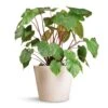 Homalomena Rubescens Maggy - Shield Plant -HousePlants Shop Homalomena rubescens Maggy Shield Plant 24x70cm Bucket Refined Planter Natural White 50x40cm 92e72f0f a1e0 46fb 8fa3 d6314de7876e