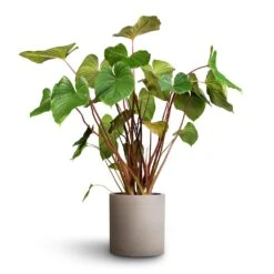 Max Refined Planter - Clouded Grey -HousePlants Shop Homalomena rubescens Maggy Shield Plant 24x70cm Max Refined Planter Clouded Grey 1 3fbe2df7 12f1 4dc9 952a fb9097fa5cdd