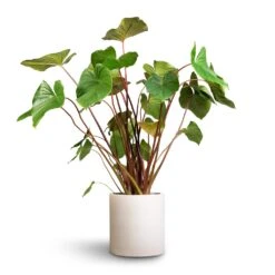 Max Refined Planter - Natural White -HousePlants Shop Homalomena rubescens Maggy Shield Plant 24x70cm Max Refined Planter Natural White 1 54ee5a56 ac83 4a9a 9f01 8725b4545e36