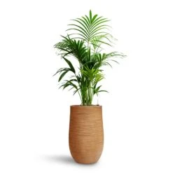Howea - Kentia Palm - HydroCare -HousePlants Shop Howea Kentia Palm HydroCare Dune Partner Planter Almond