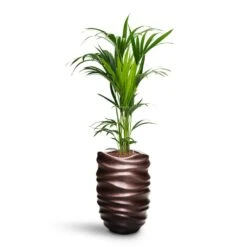 Howea - Kentia Palm - HydroCare -HousePlants Shop Howea Kentia Palm HydroCare Gradient Lee Partner Planter Matt Coffee