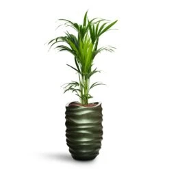 Howea - Kentia Palm - HydroCare -HousePlants Shop Howea Kentia Palm HydroCare Gradient Lee Partner Planter Matt Forest