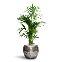 Opus Raw Couple Planter - Silver -HousePlants Shop Howea Kentia Palm HydroCare Opus Raw Couple Planter Silver 44f54989 4d09 4c03 a022 682ae3cdfe37