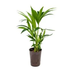 Howea - Kentia Palm - HydroCare -HousePlants Shop Howea Kentia Palm Hydroculture 15 19x60cm