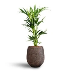 Opus Hit Darcy Planter - Gold -HousePlants Shop Howea Kentia Palm Hydroculture 18 19 x 100cm Opus Hit Darcy Planter Gold 38 x 42cm 7e90bba9 b83f 4e77 9fd3 c3855cf2b7fc