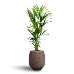 Howea - Kentia Palm - HydroCare -HousePlants Shop Howea Kentia Palm Hydroculture 18 19 x 120cm Opus Hit Darcy Planter Gold 38 x 42cm
