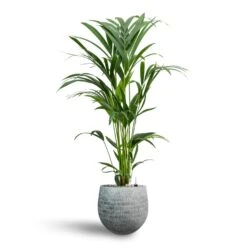 Howea - Kentia Palm - HydroCare -HousePlants Shop Howea Kentia Palm Hydroculture 19 17 x 90cm Ryan Plant Pot White Black 26 x 26cm