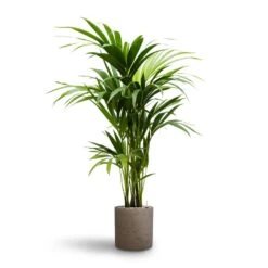 Howea - Kentia Palm - HydroCare -HousePlants Shop Howea Kentia Palm Hydroculture 19 18 x 100cm Puk Rough Planter Grey Washed 25cm x 25cm